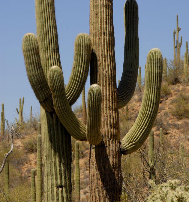Kaktusy w Parku Narodowym Saguaro nieopodal Tucson