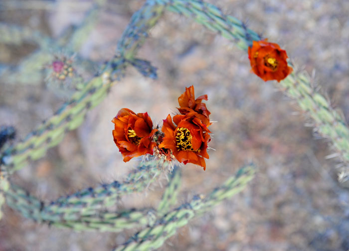 Warkocze kaktusa obsypane kwieciem na wiosnę