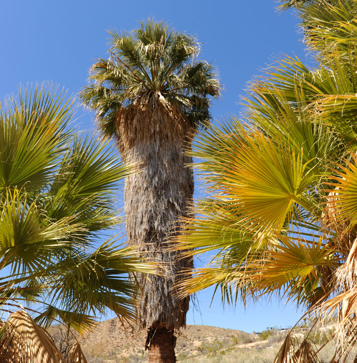 Malownicze palmy