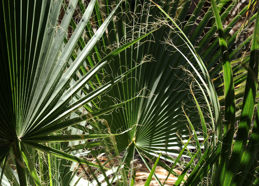 Kompozycja z palmowych liści