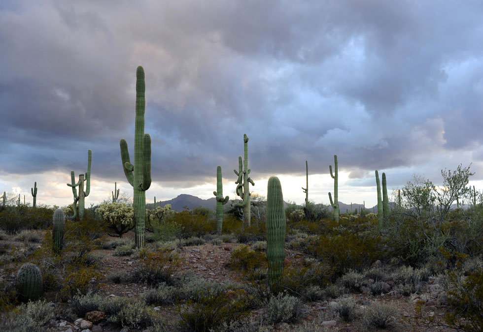 Twilight in Organ Pipe Cactus National Monument